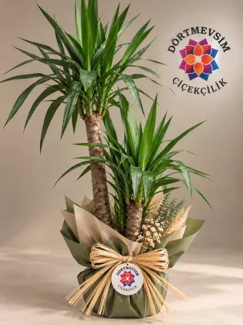 üçlü yucca